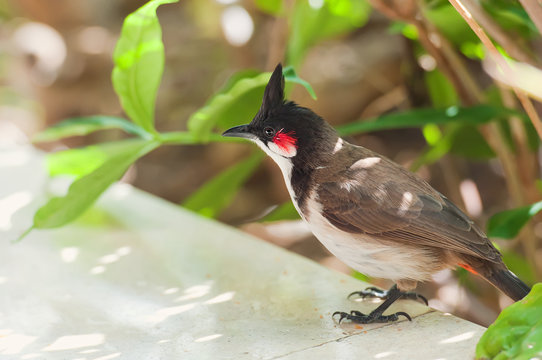 Beautiul red-whiskered bulbul