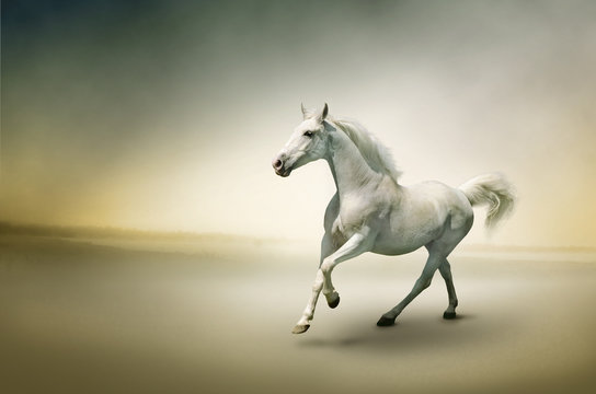 Stock Photo: White horse in motion