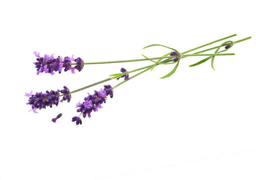 lavender flowers over white background