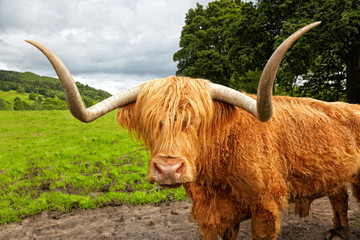 scottish highland cattle on the meadow