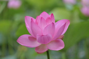 Fototapeta premium 荷花