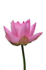 Fototapeta premium 荷花