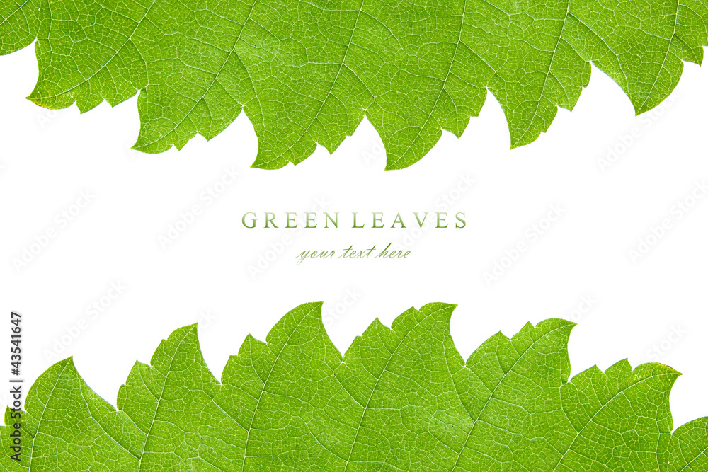 Canvas Prints fresh green leaf frame isolated closeup with copy space