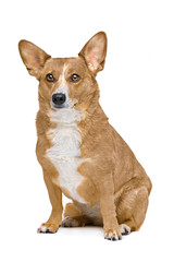 mixed breed dog