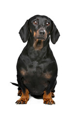 Obraz premium black and tan dachshund