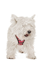 West Highland White Terrier