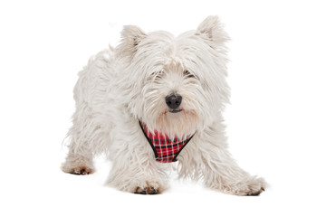 West Highland White Terrier