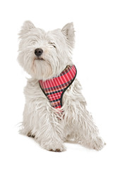 West Highland White Terrier