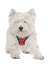 West Highland White Terrier