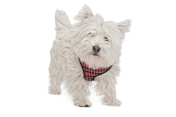 West Highland White Terrier