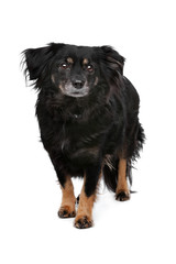 mixed breed dog