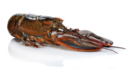 Bogavante en gran formato.