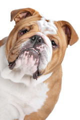 English Bulldog