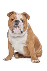 English Bulldog