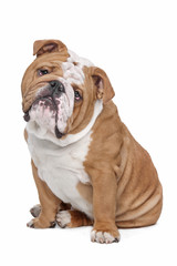 English Bulldog