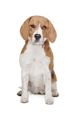 Beagle hound