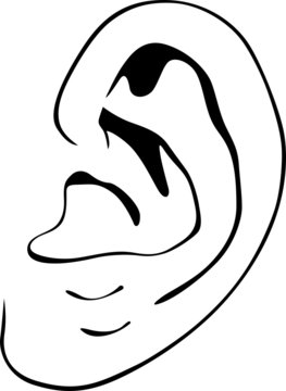 Human ear