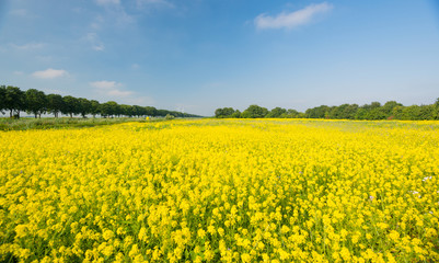 Obraz premium Wild flowers in a field in summer