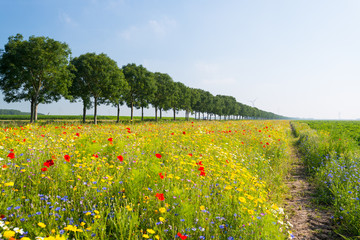 Fototapeta premium Wild flowers in a field in summer