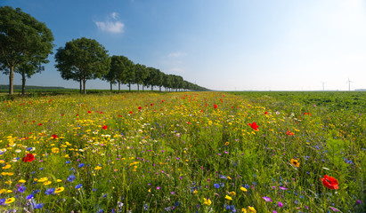Wild flowers in a field in summer