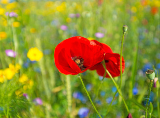 Wild flowers in a field in summer