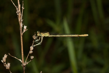 Libelle am Strauch
