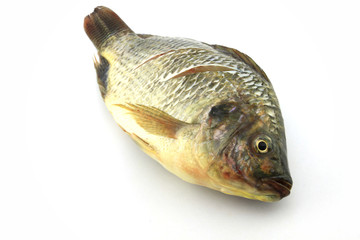 Tilapia slash on white background
