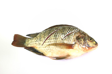 Tilapia slash on white background