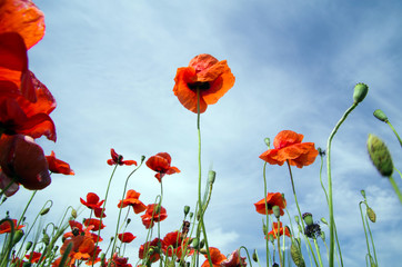 red poppy