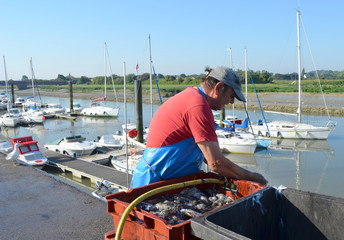 preparation des calamars &agrave; la vente