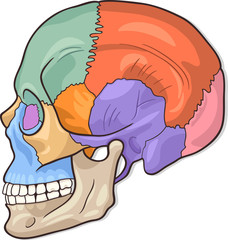 Human Skull Diagram Illustration © Igor Zakowski