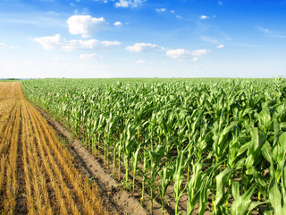 Corn Field © Željko Radojko