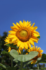 Sunflower against blue sky