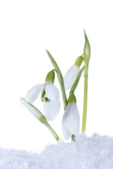 beautiful snowdrops in snow isolated on white