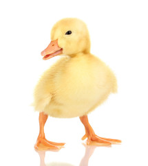 Duckling isolated on white