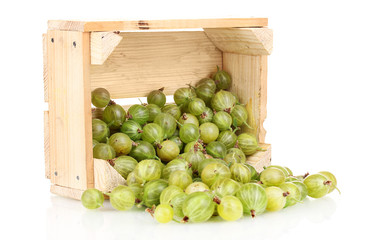Green gooseberry in crate isolated on white