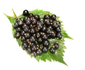 Fresh black currant isolated on white