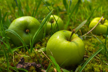 Four green apples lying in garden in green grass