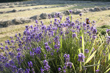 Fototapeta premium Lavender Flowers