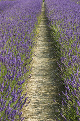 Lavender Fields