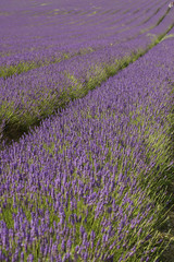 Fototapeta na wymiar Lavender Fields