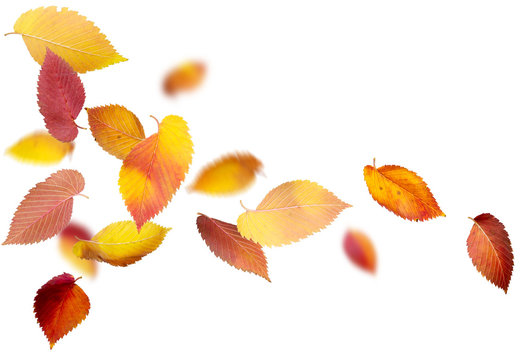Falling and spinning autumn leaves on white