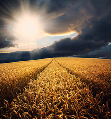 Wheat field at sunset © honzakrej