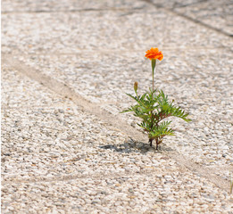 orange marigold growing out of a cobblestone floor - 43550431