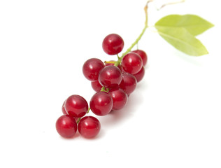 red bird-cherry tree