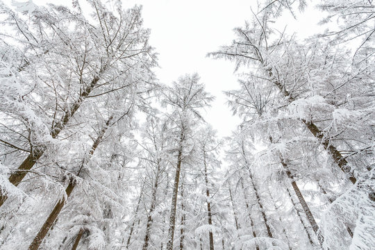 Frozen trees in wintertime covered with snow