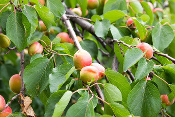 apricots on the tree on the nature