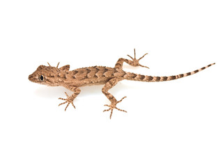 Obraz premium lizard on white background