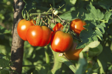 Tomatos