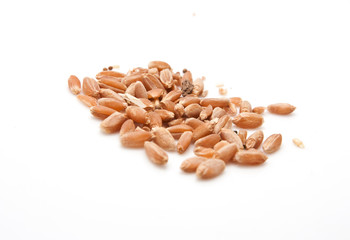 Wheat on a white background